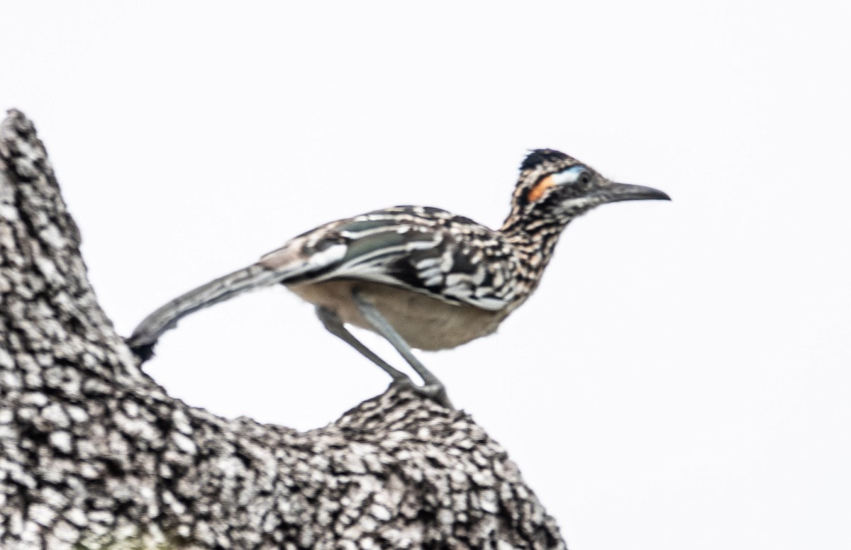 Greater Roadrunner - ML621476821