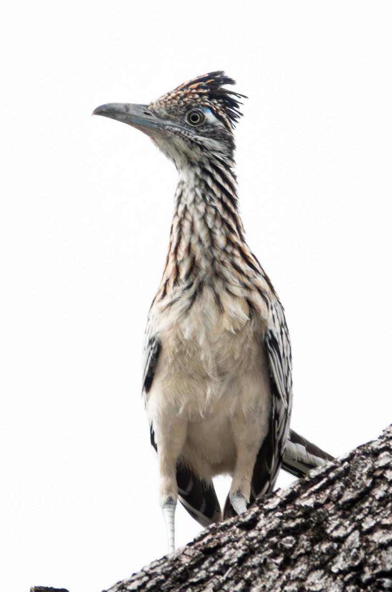 Greater Roadrunner - ML621476822