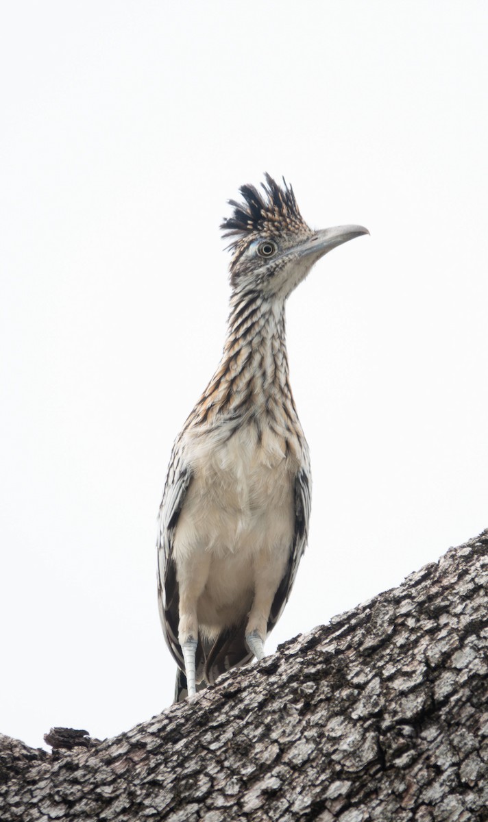 Greater Roadrunner - ML621476823