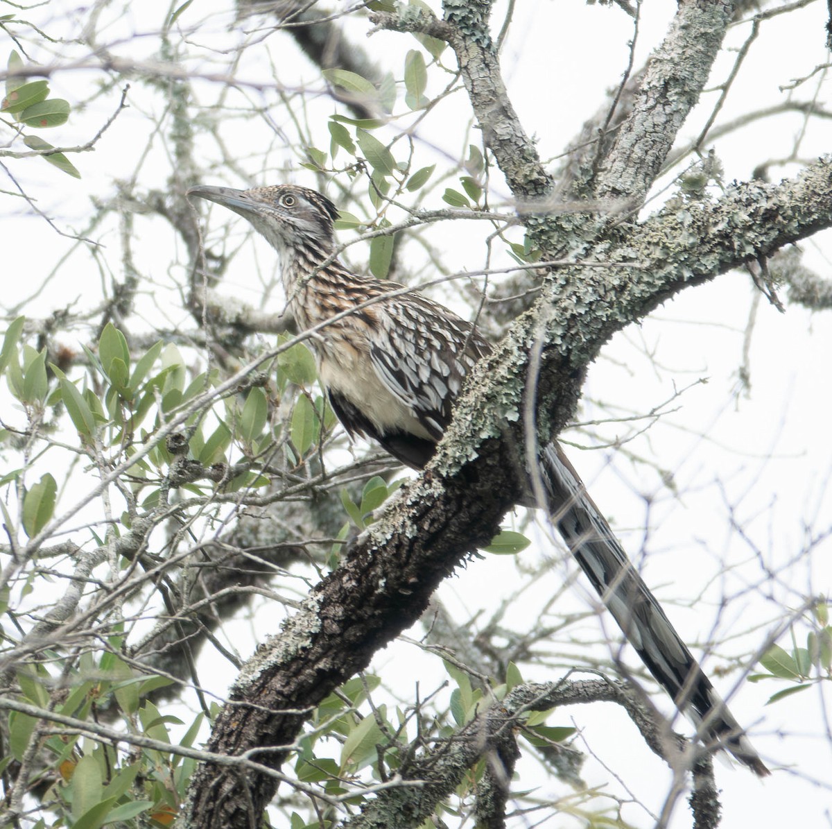 Greater Roadrunner - ML621476826