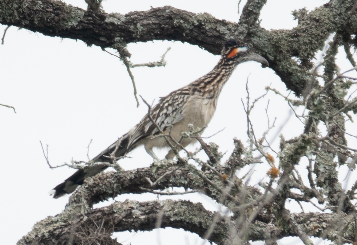 Greater Roadrunner - ML621476827