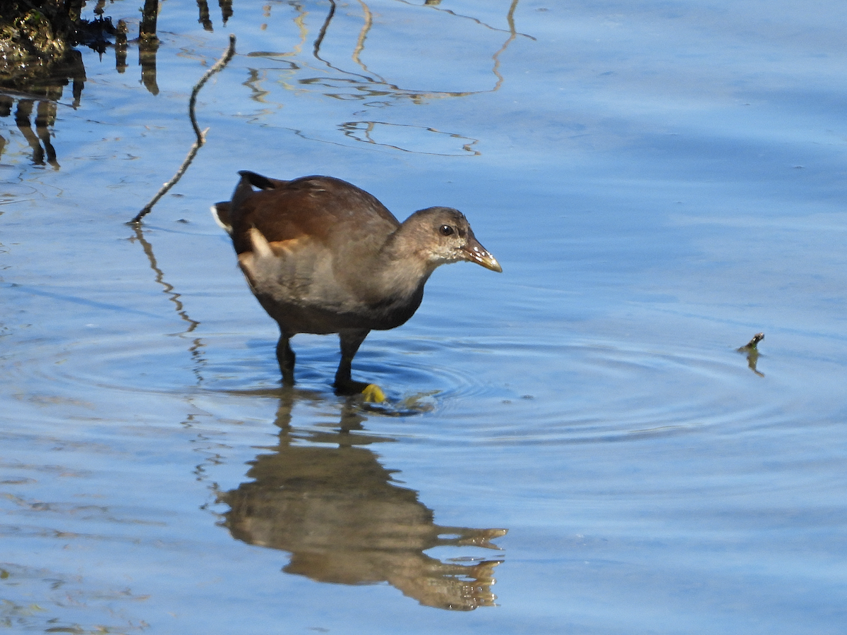 Eurasian Moorhen - ML621476844