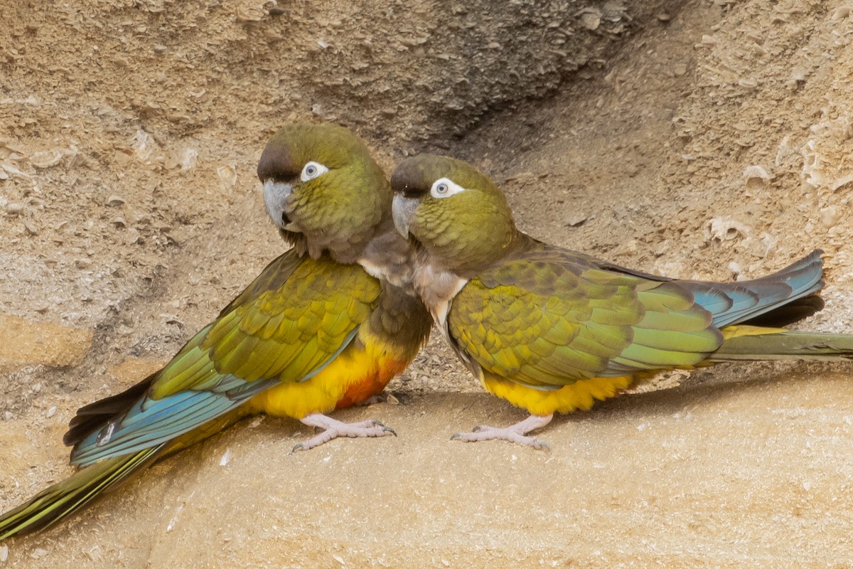 Burrowing Parakeet - Pablo Andrés Cáceres Contreras