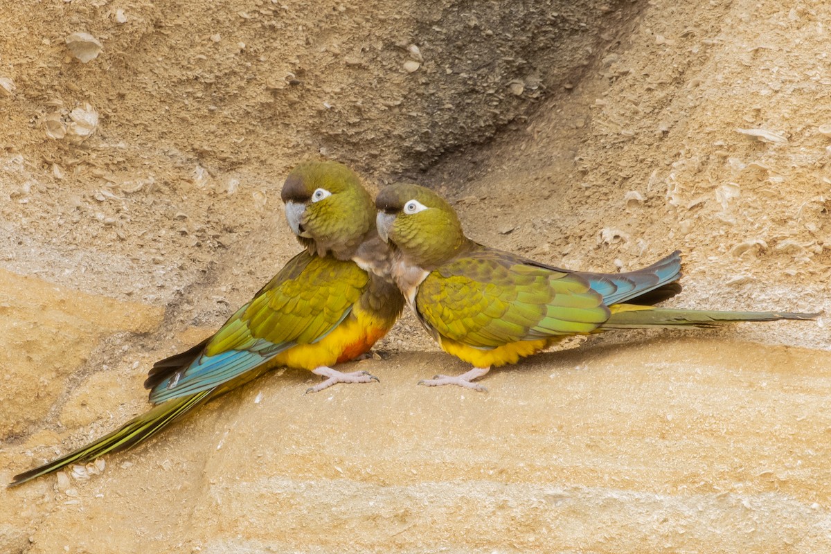 Burrowing Parakeet - Pablo Andrés Cáceres Contreras