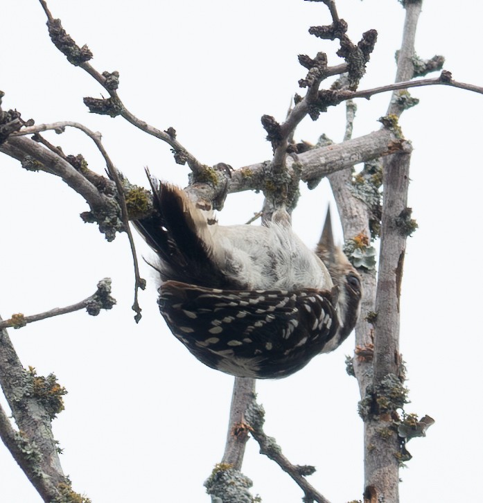 Downy Woodpecker - ML621476855