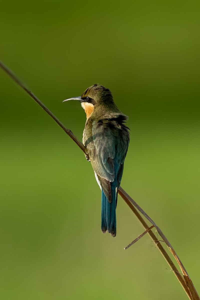 Blue-tailed Bee-eater - Pranav Pula