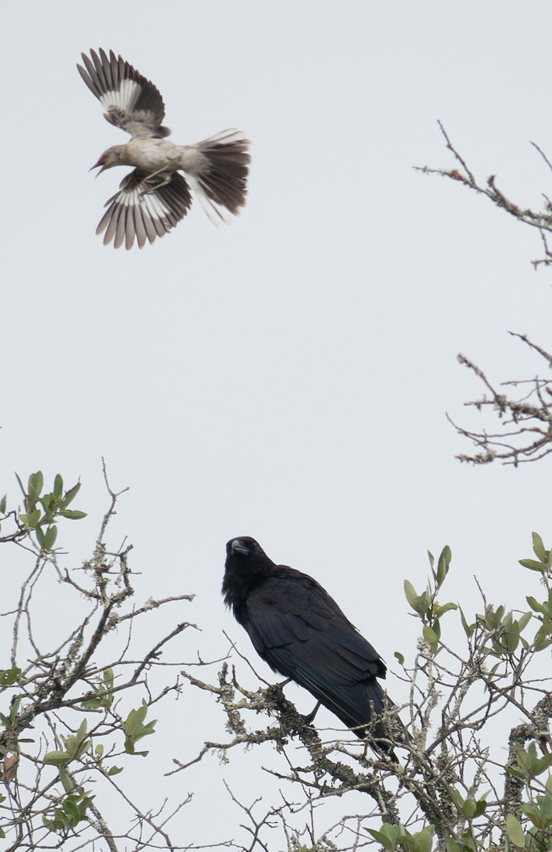 Northern Mockingbird - ML621476878