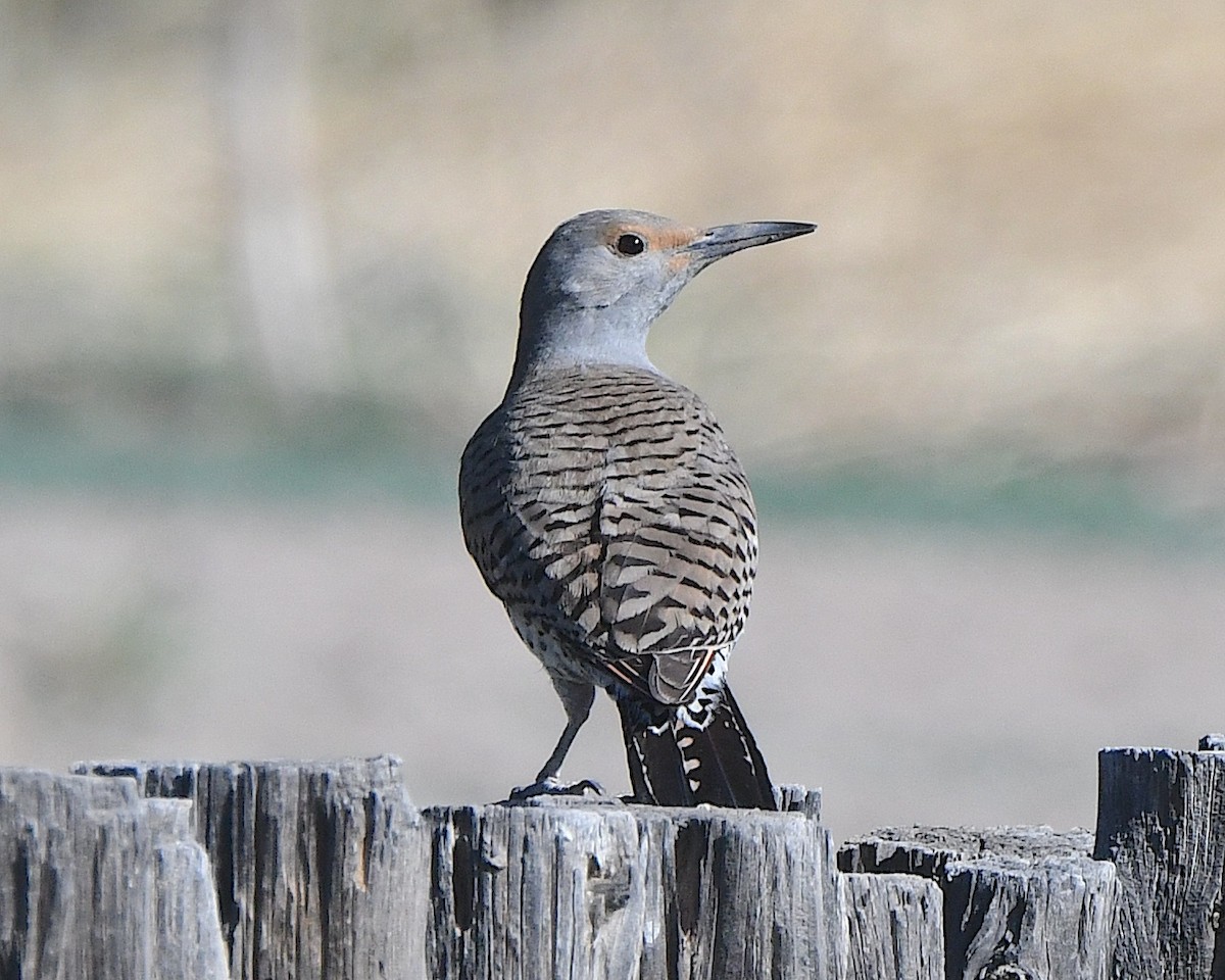 Northern Flicker (Red-shafted) - Ted Wolff