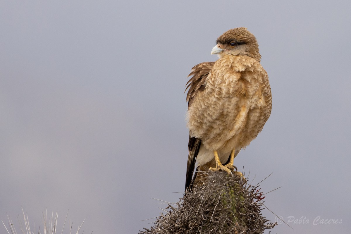 Chimango Caracara - Pablo Andrés Cáceres Contreras