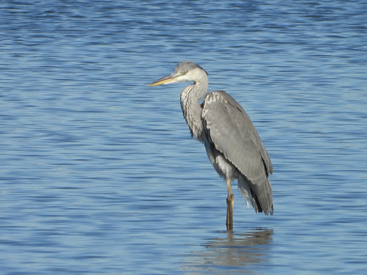 Gray Heron - ML621476914