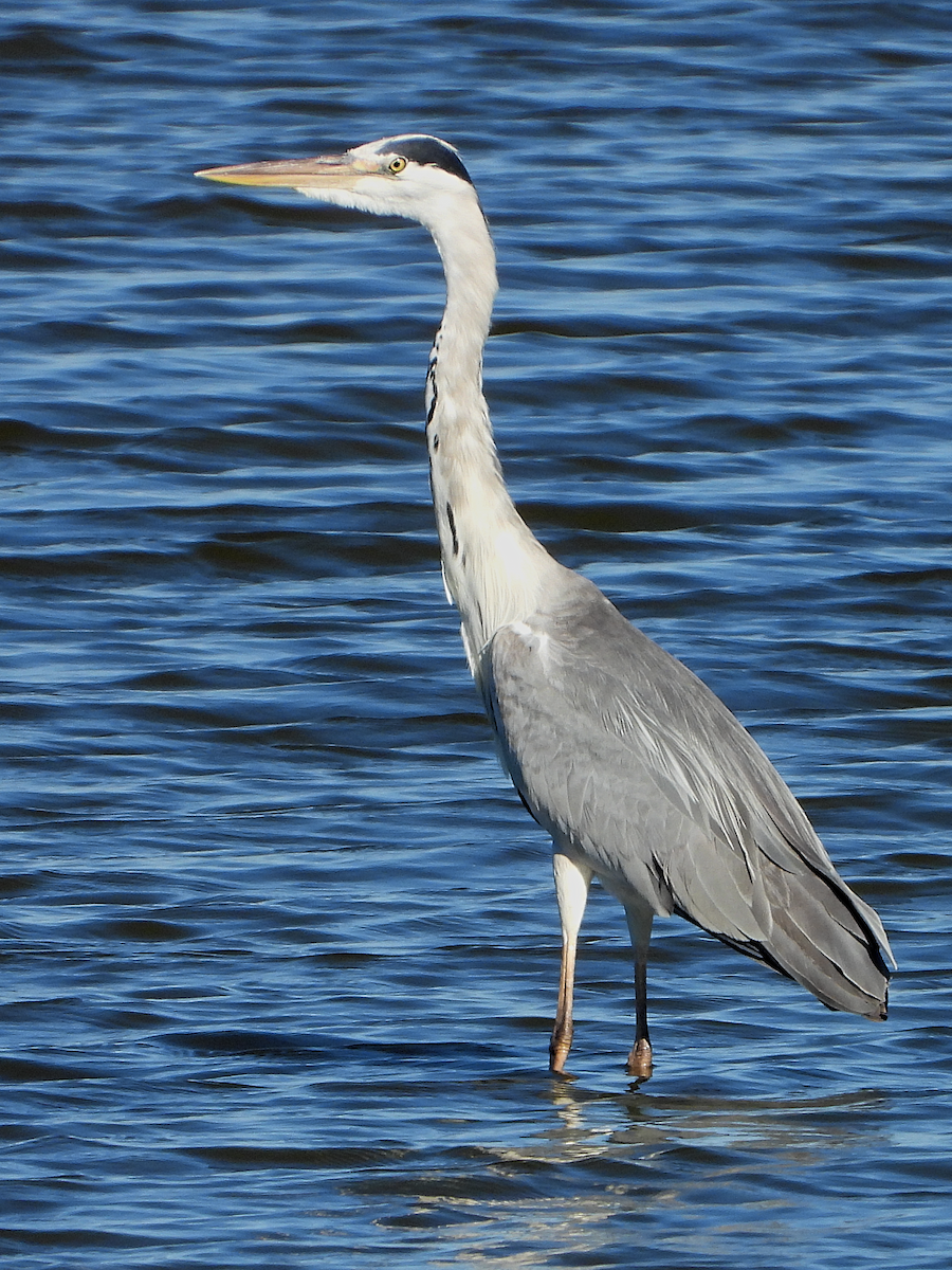 Gray Heron - ML621476917