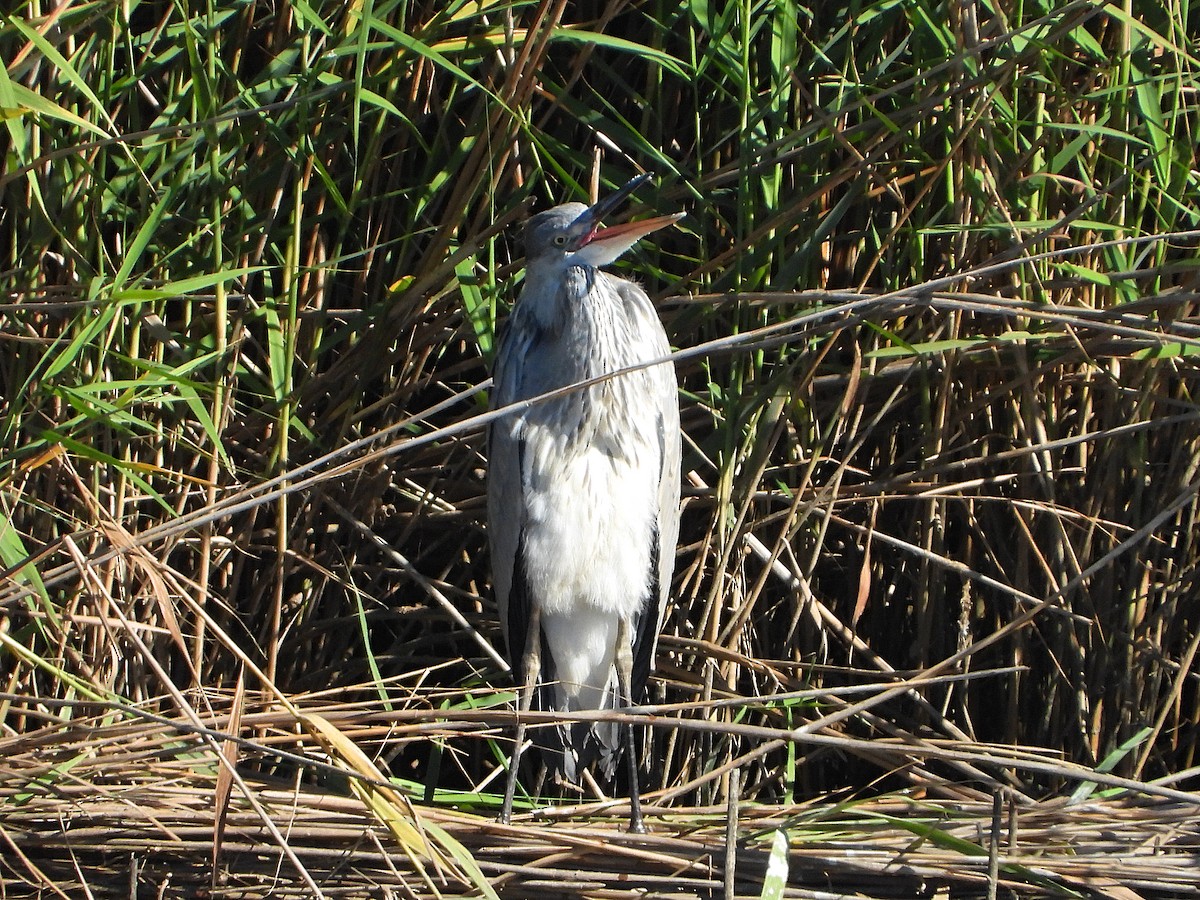 Gray Heron - ML621476918