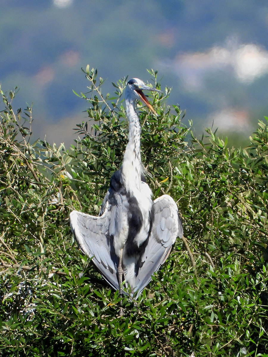 Gray Heron - ML621476921