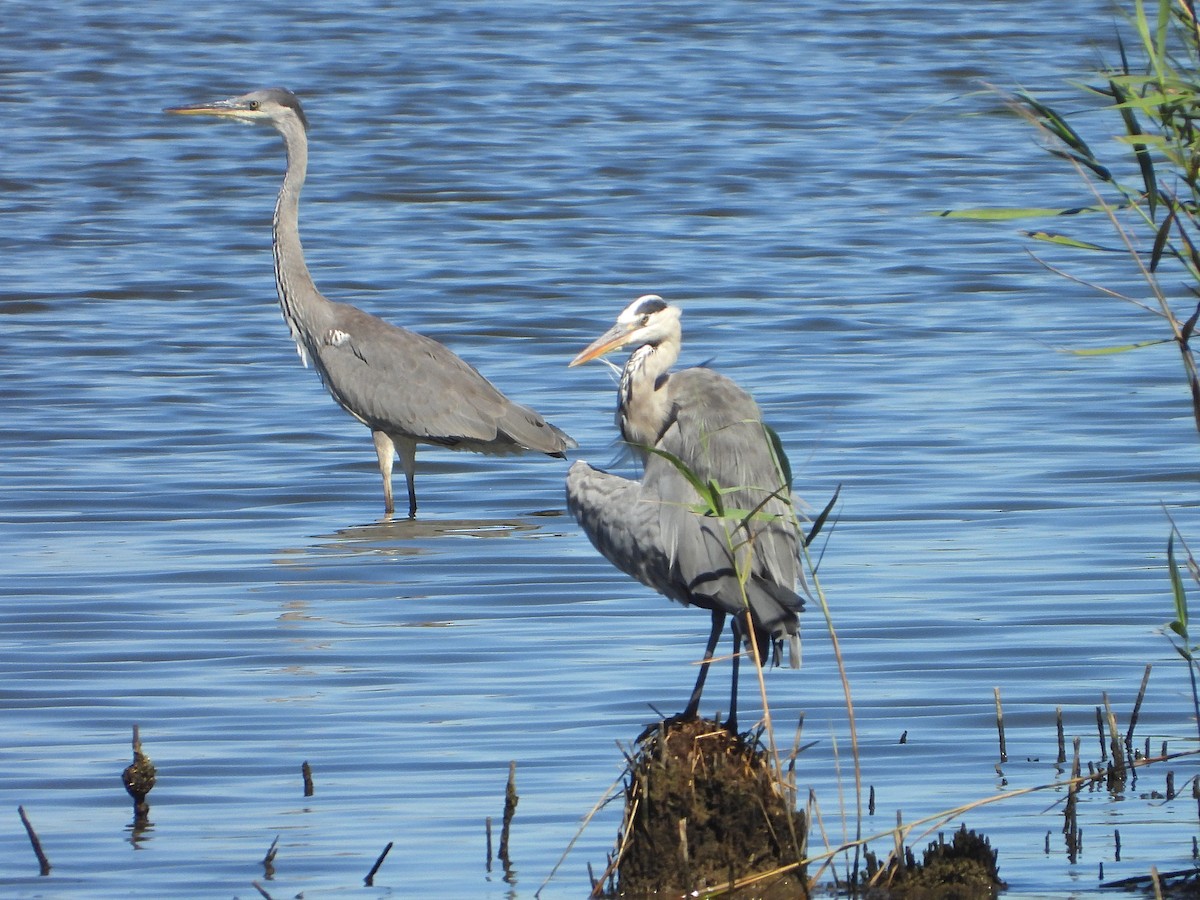 Gray Heron - ML621476923