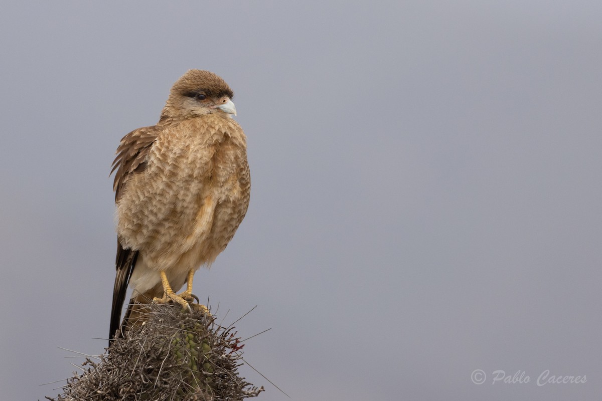 Chimango Caracara - ML621476933