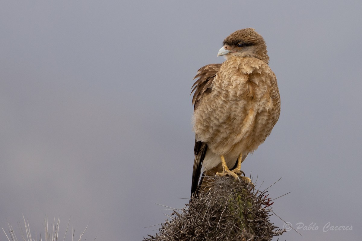 Chimango Caracara - Pablo Andrés Cáceres Contreras