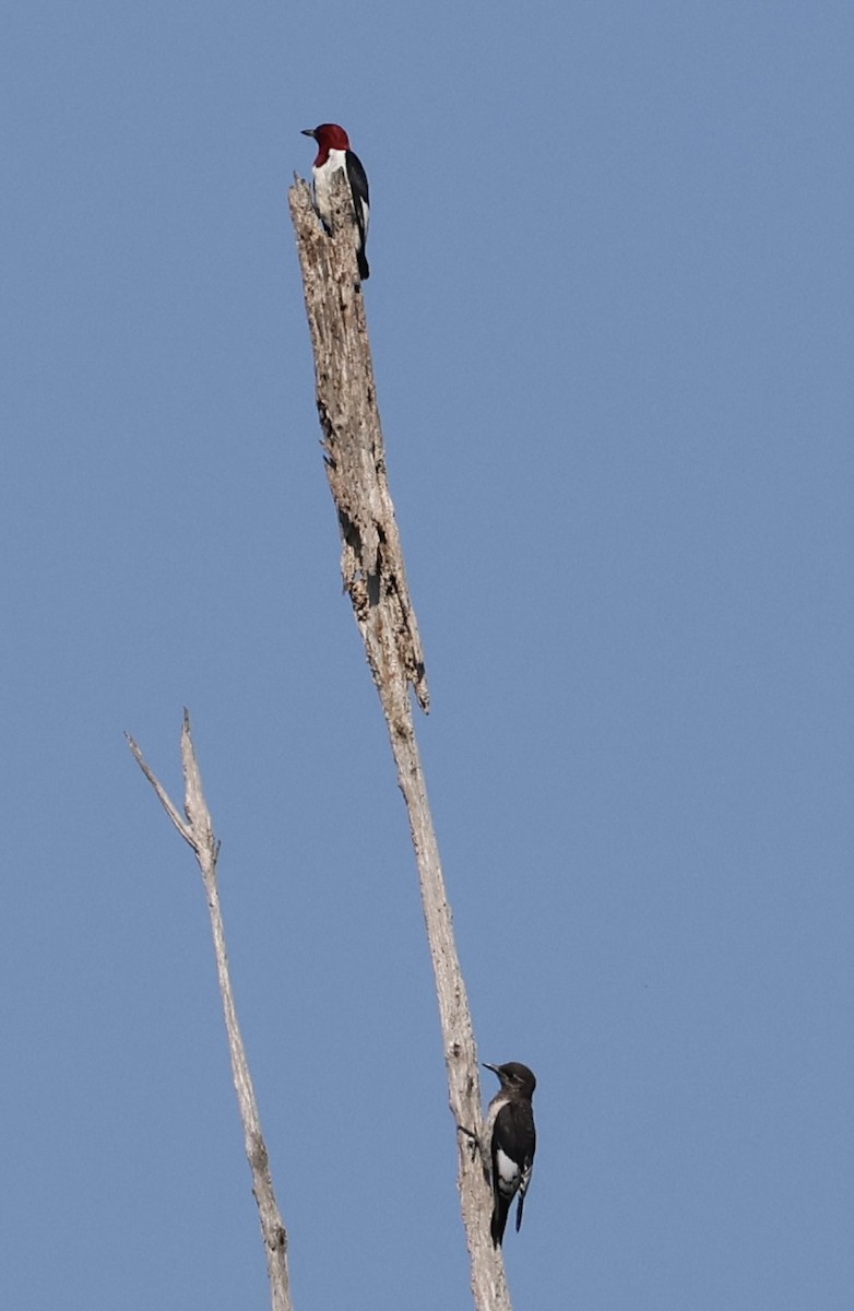 Red-headed Woodpecker - ML621477064