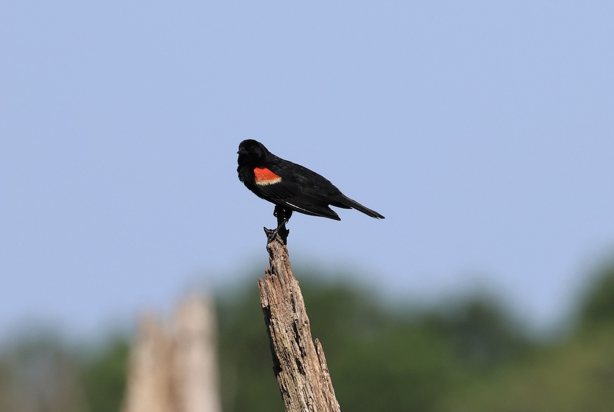 Red-winged Blackbird - ML621477164