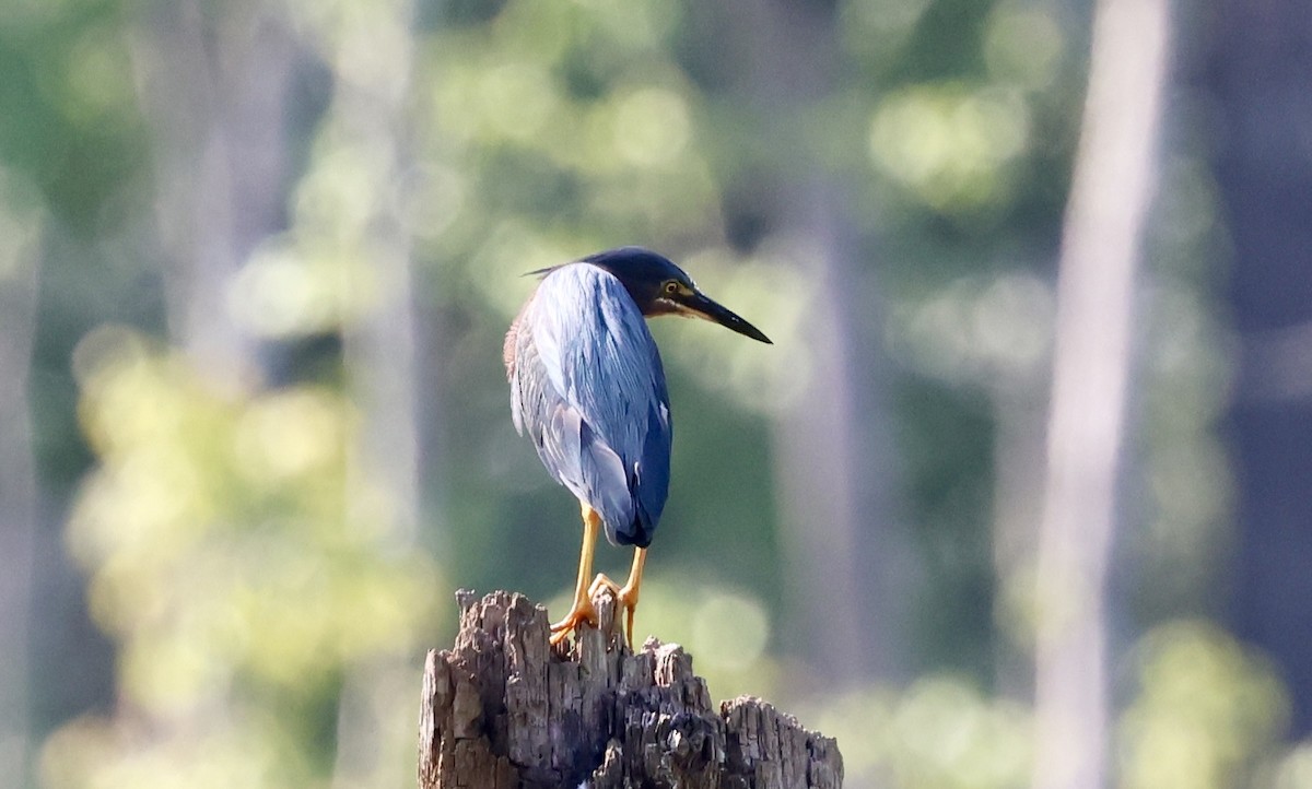 Green Heron - ML621477177