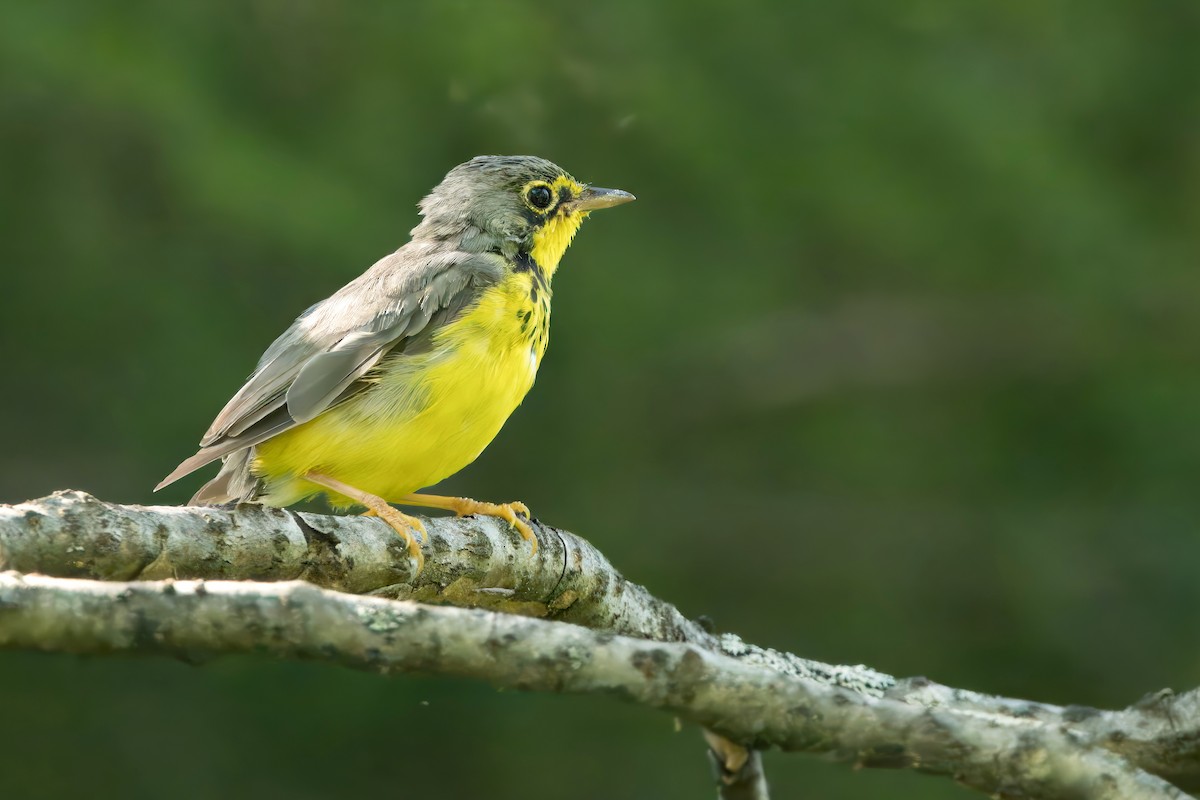 Canada Warbler - ML621477182