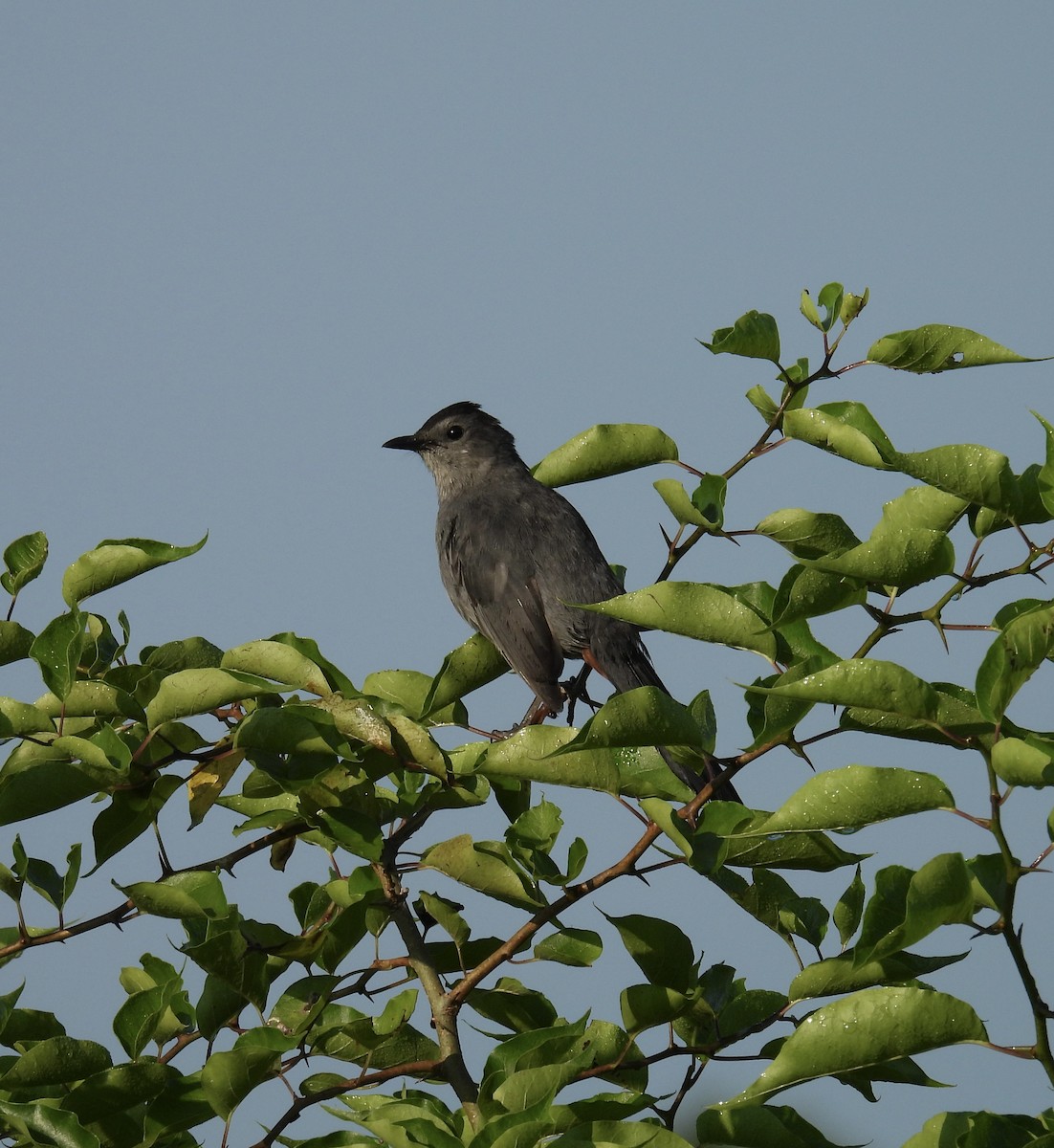 Pájaro Gato Gris - ML621477215