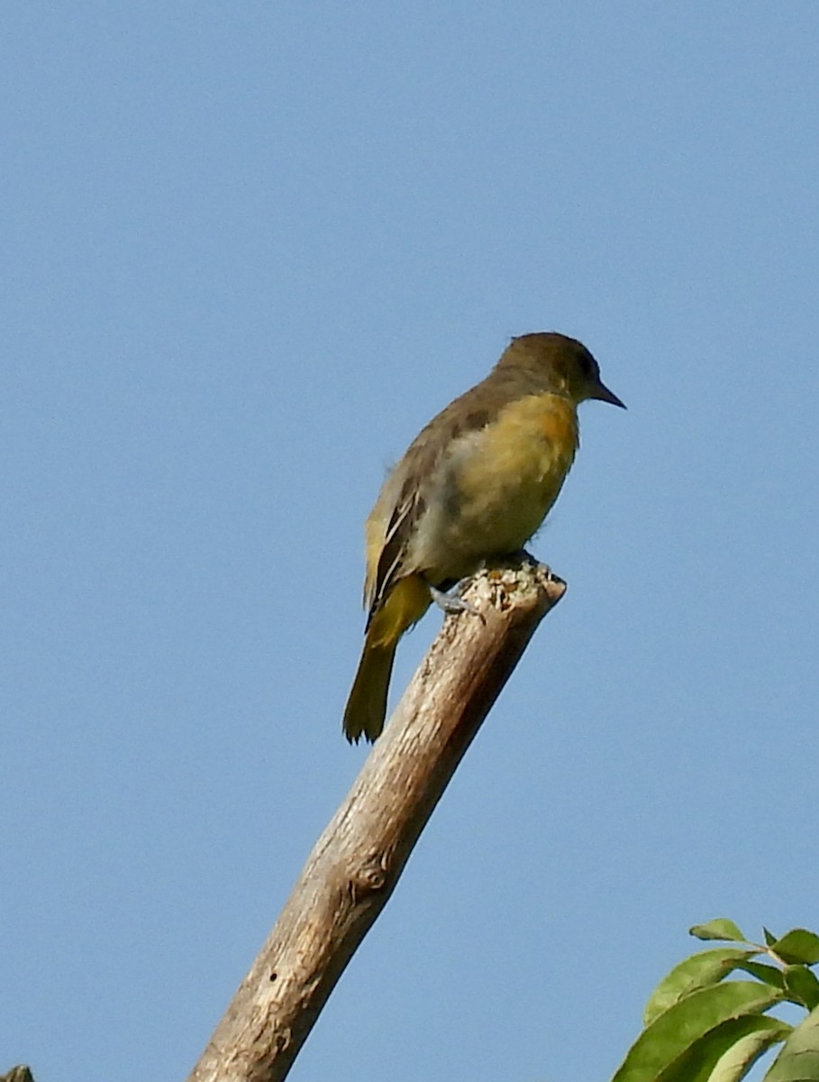 Turpial de Baltimore - ML621477223