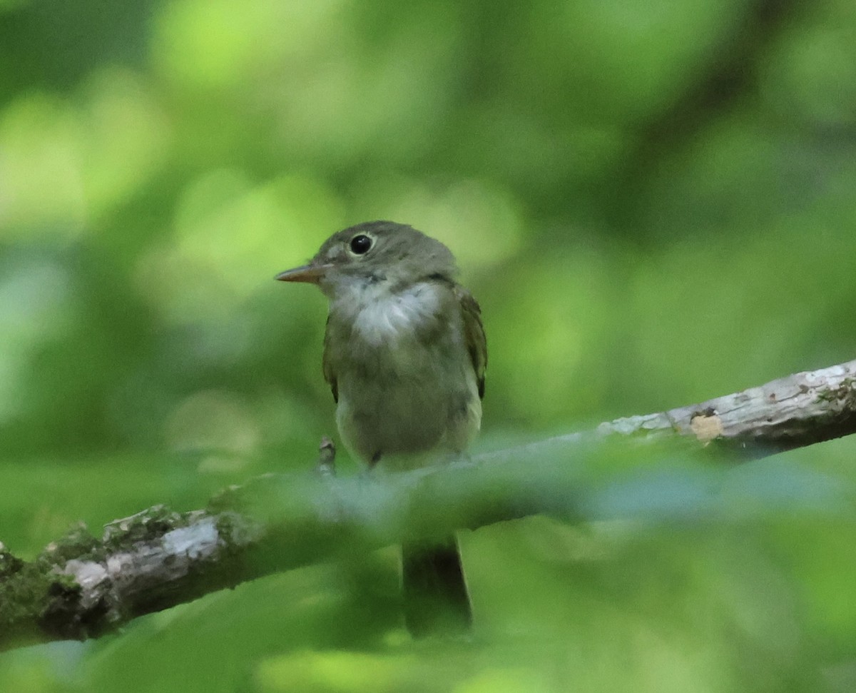 Acadian Flycatcher - ML621477231