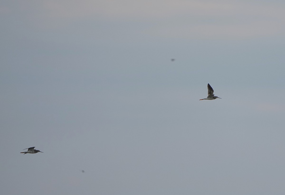 Greater Yellowlegs - ML621477295