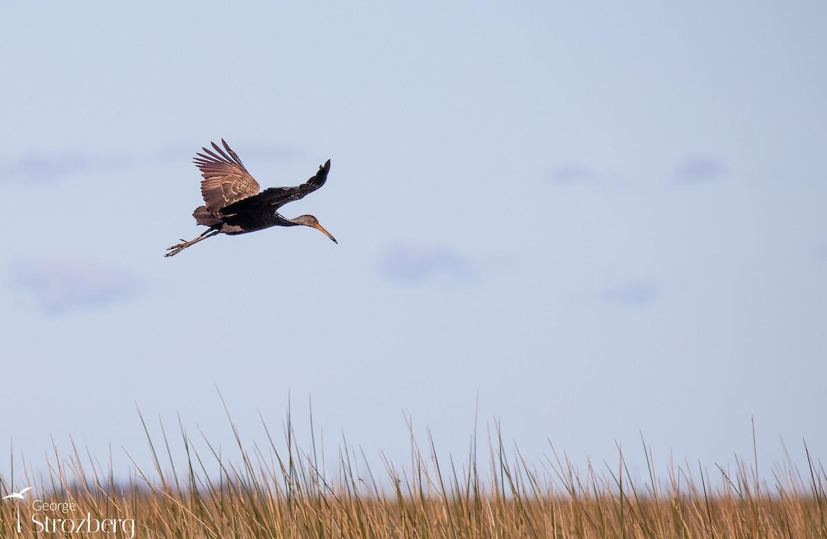 Limpkin - George Strozberg