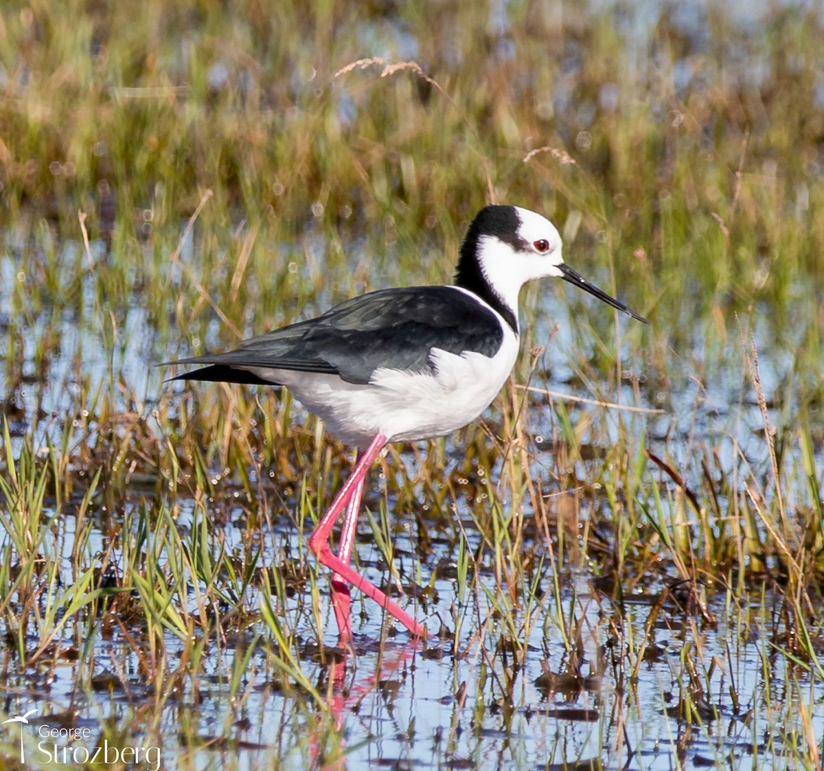 Schwarznacken-Stelzenläufer (melanurus) - ML621477318