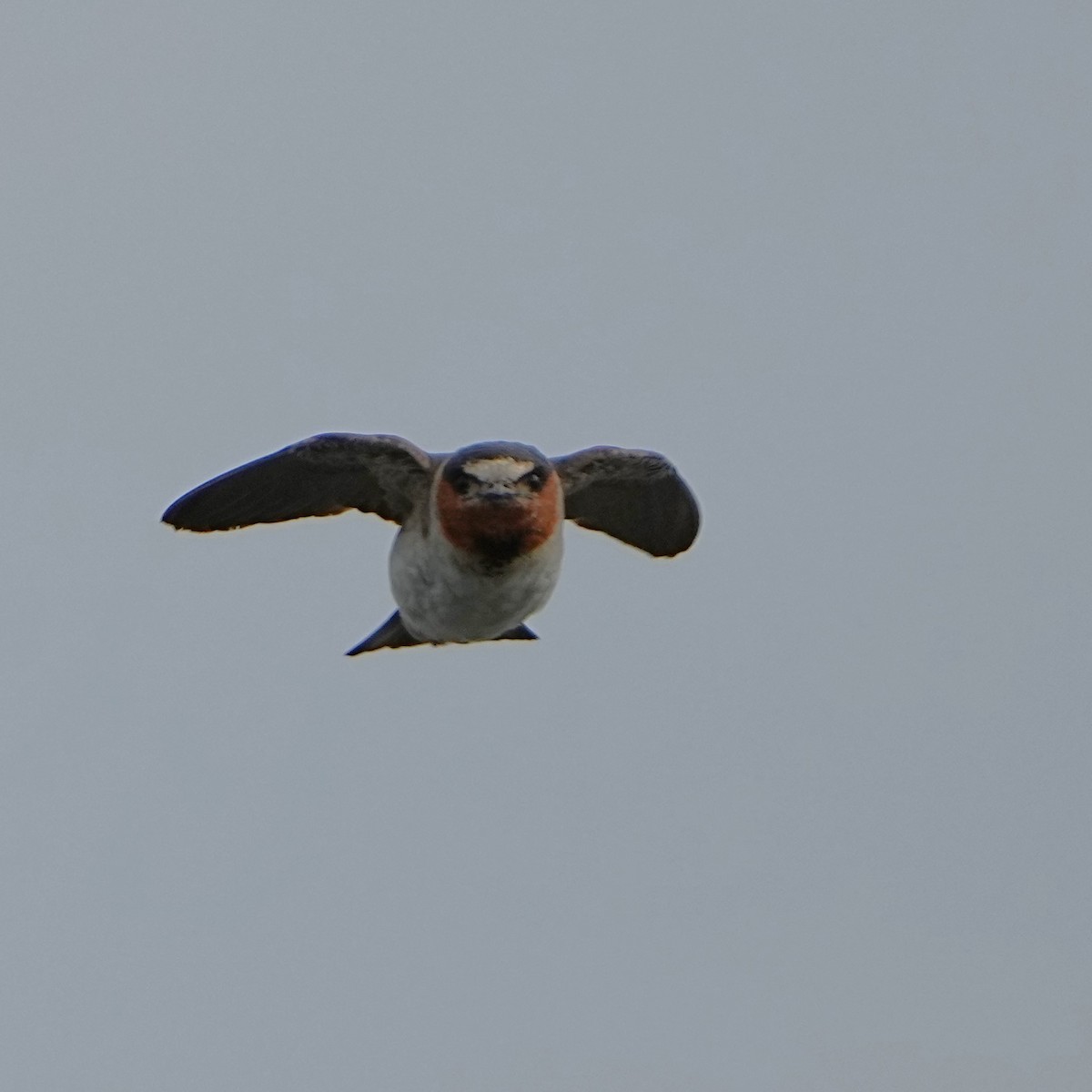 Cliff Swallow - ML621477332