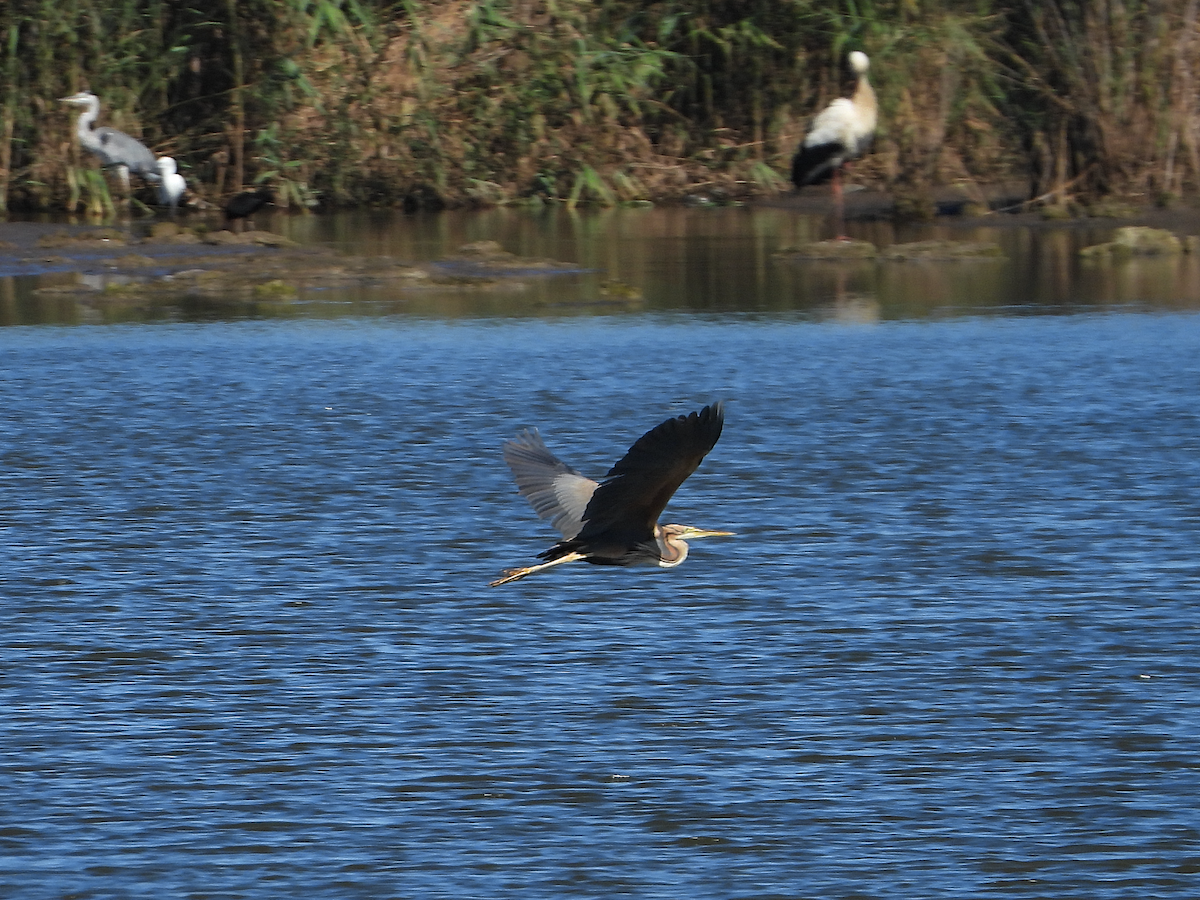 Purple Heron - ML621477408