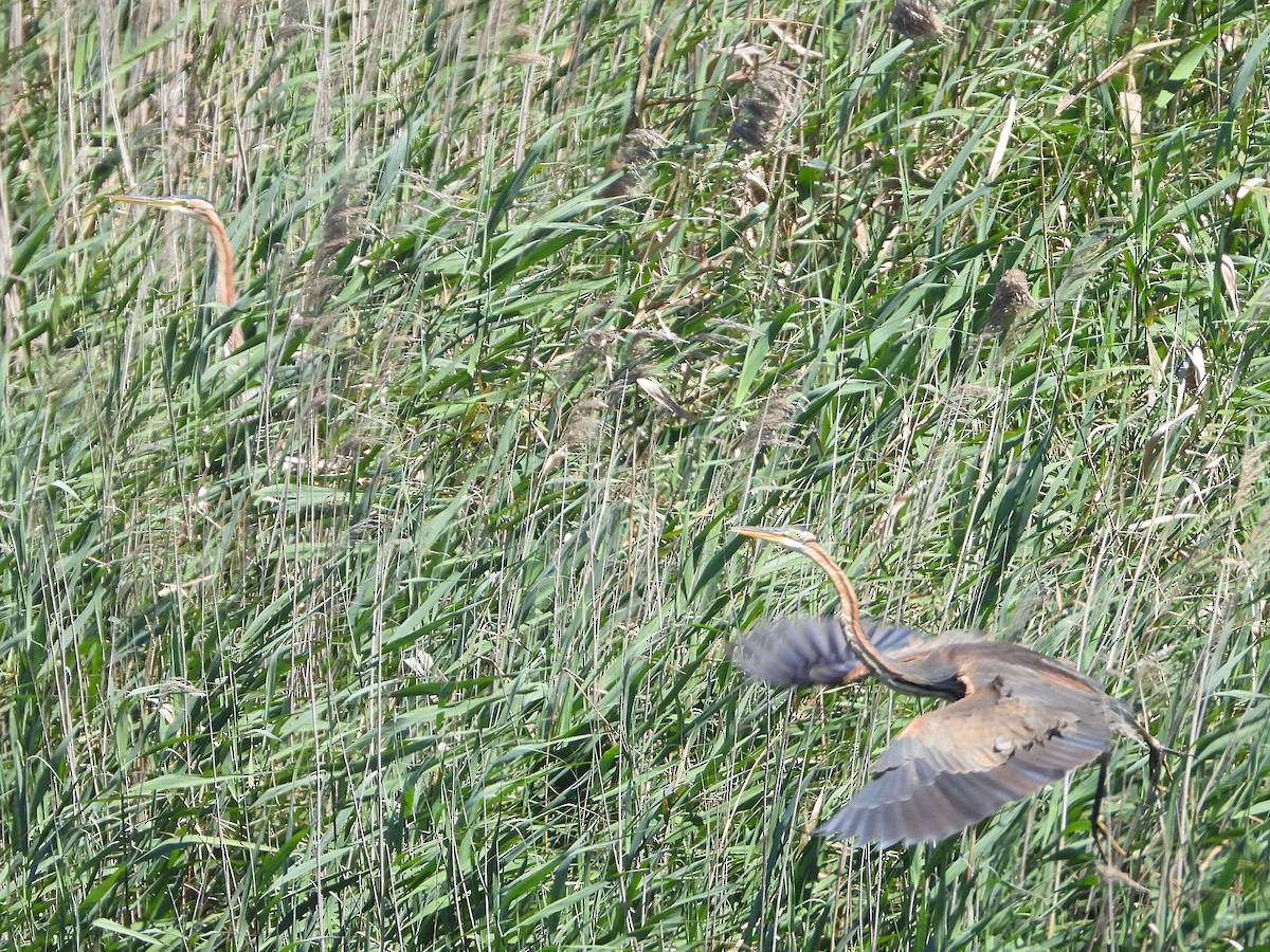 Purple Heron - Susana Coelho