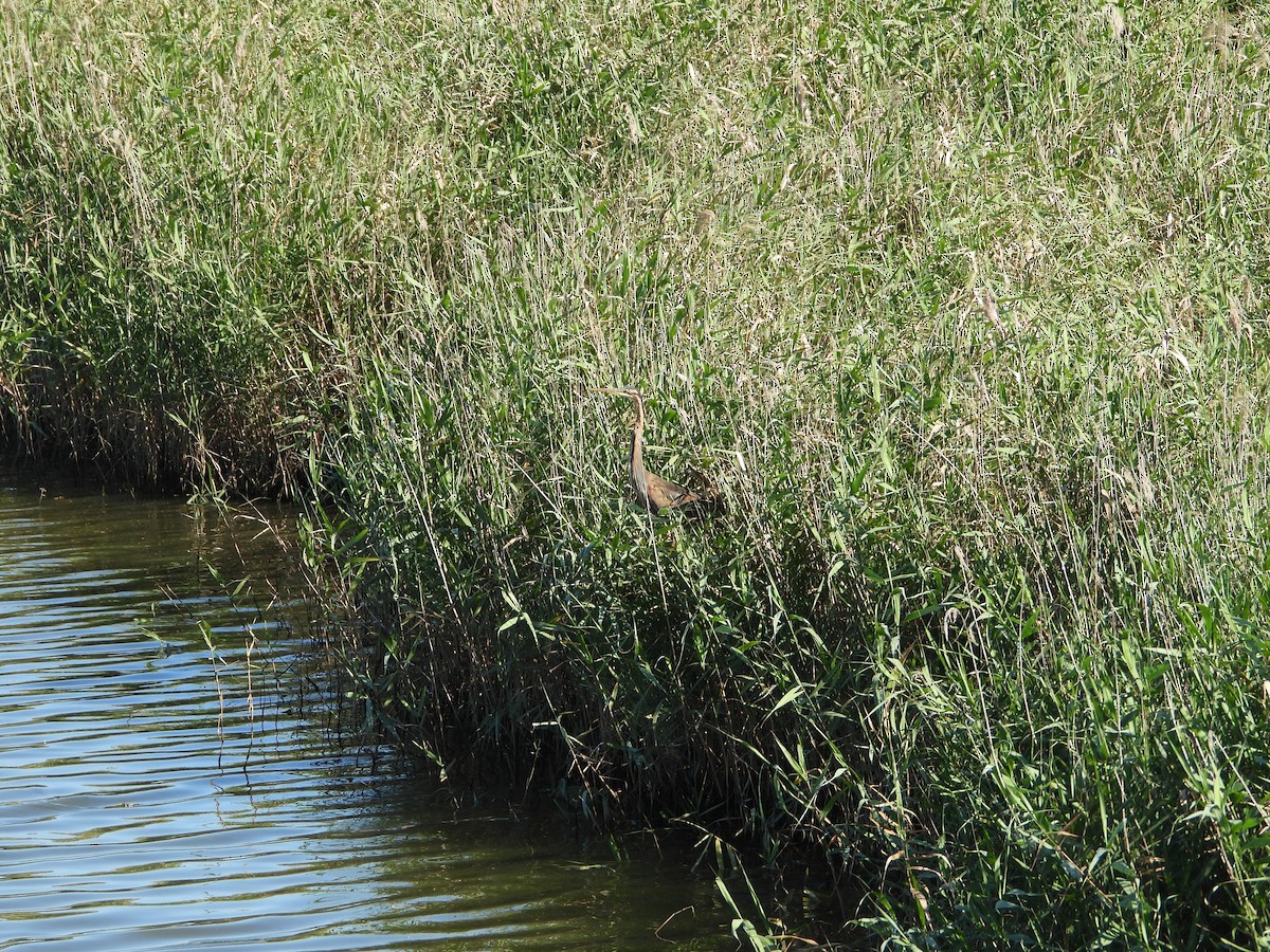 Purple Heron - ML621477413