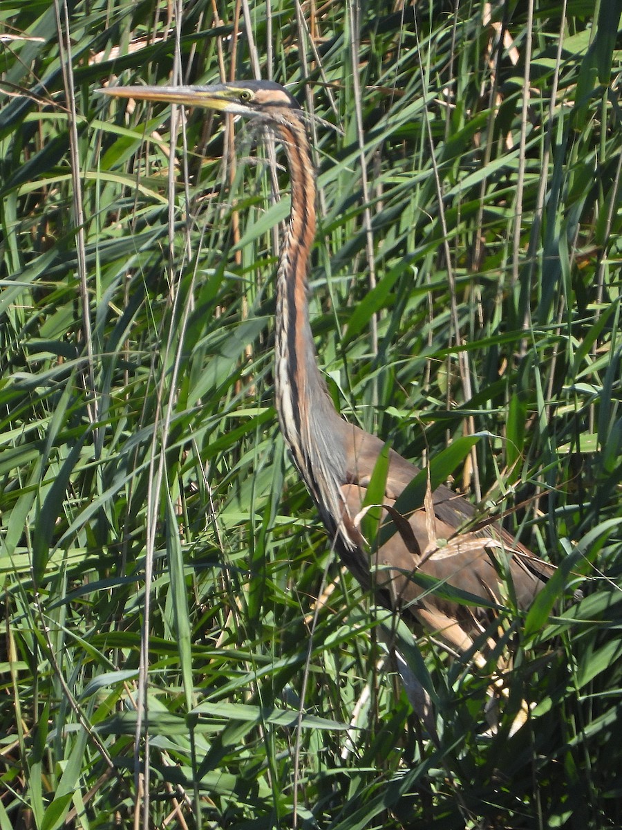 Purple Heron - ML621477414