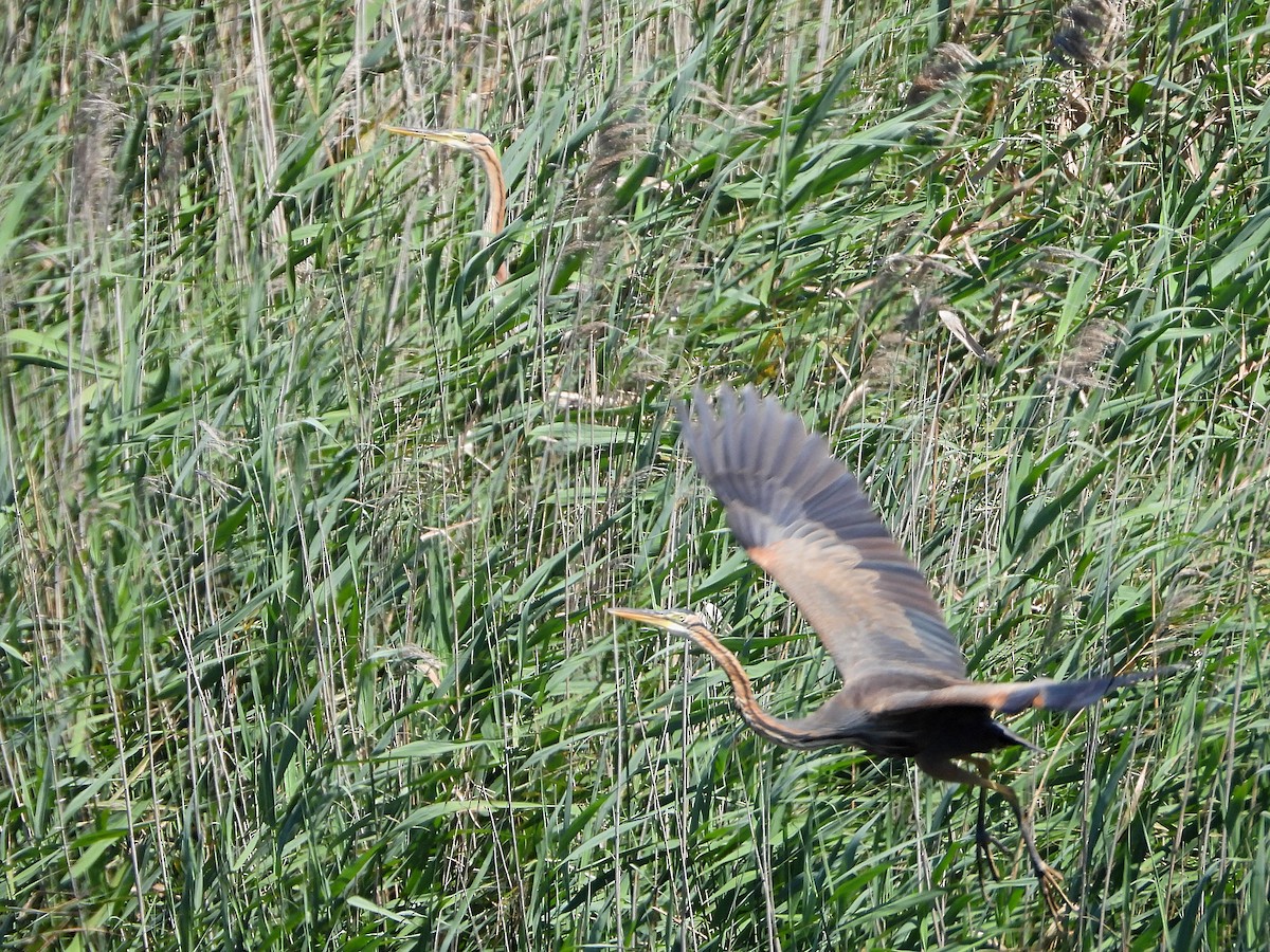 Purple Heron - ML621477416