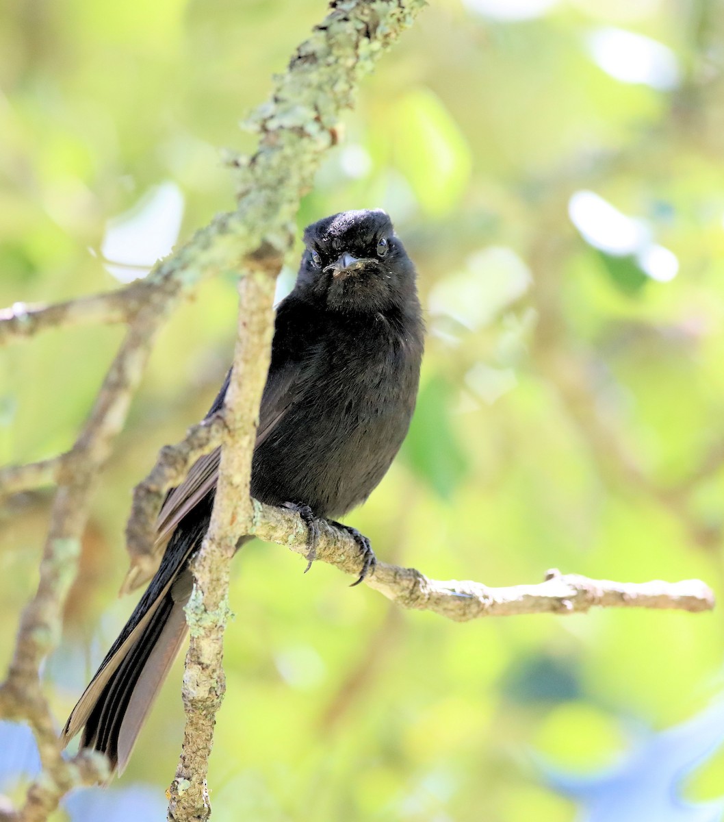 Southern Black-Flycatcher - ML621477462