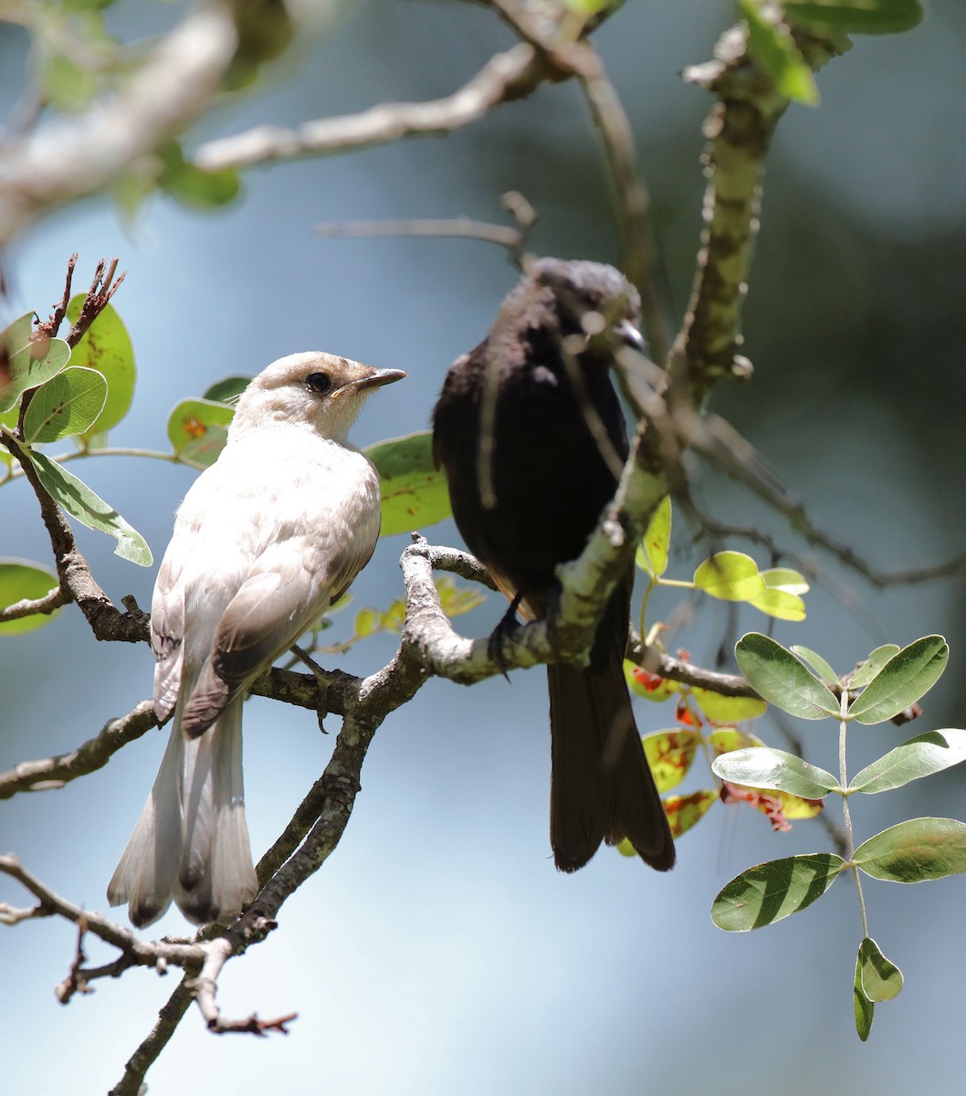 Southern Black-Flycatcher - ML621477465