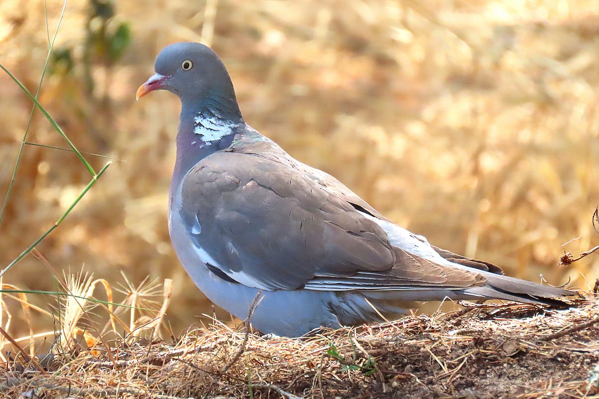 Common Wood-Pigeon - ML621477479