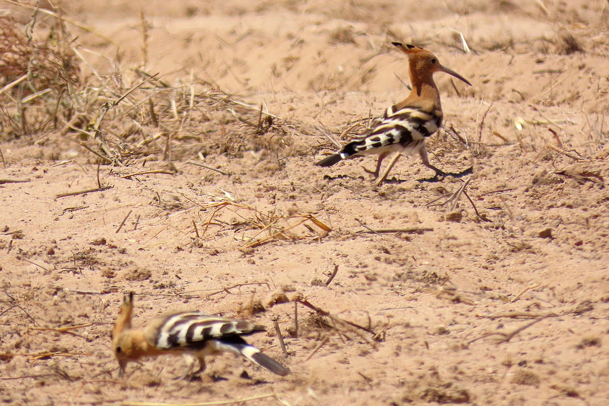 Eurasian Hoopoe - ML621477493