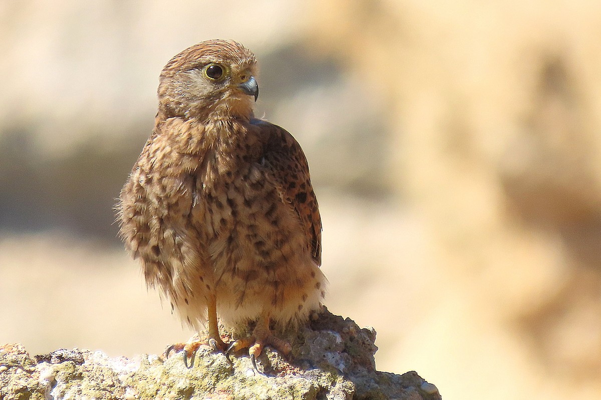 Eurasian Kestrel - ML621477502