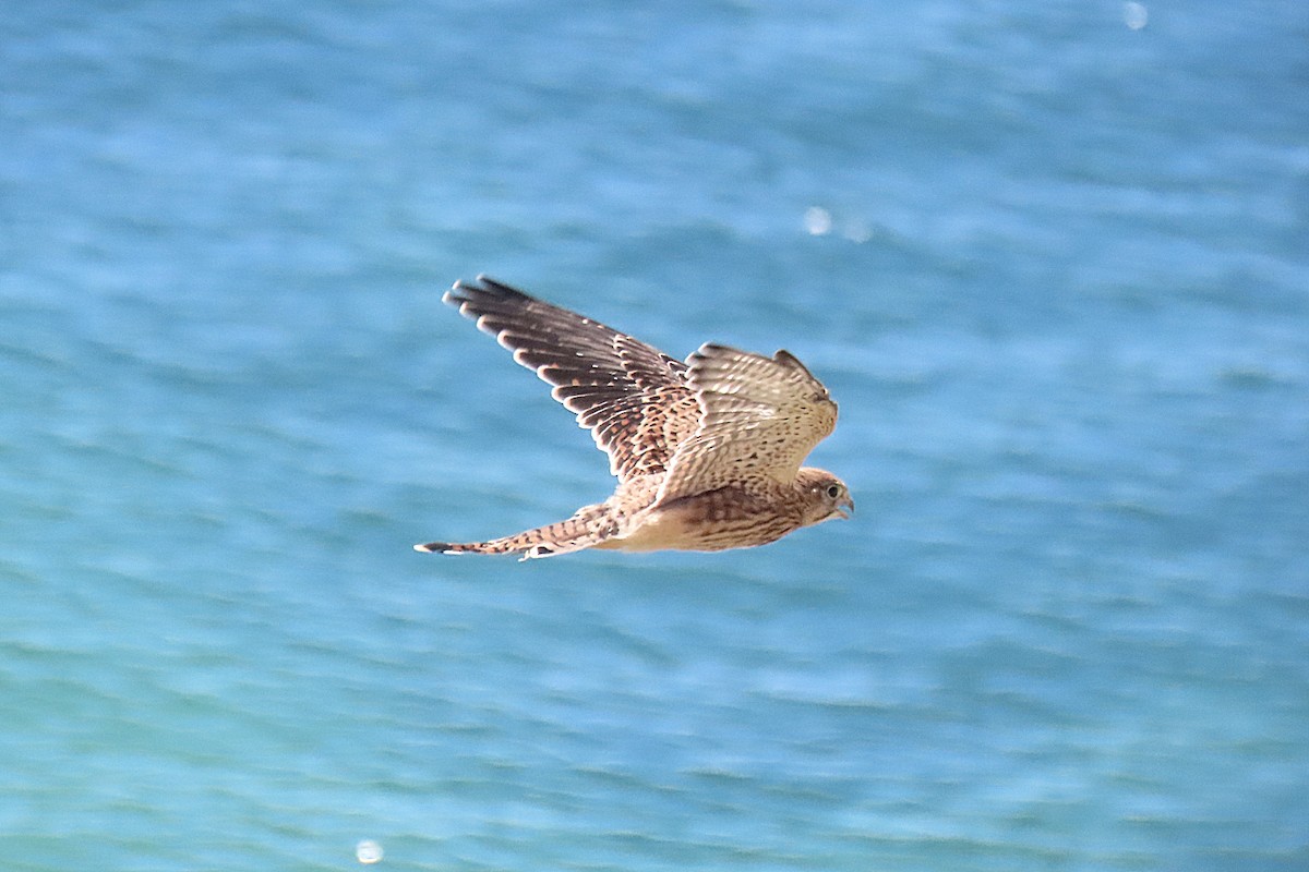 Eurasian Kestrel - Luís Manuel Silva