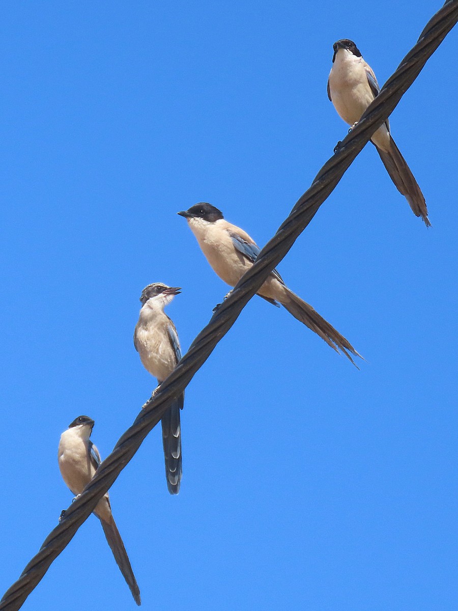 Iberian Magpie - ML621477509