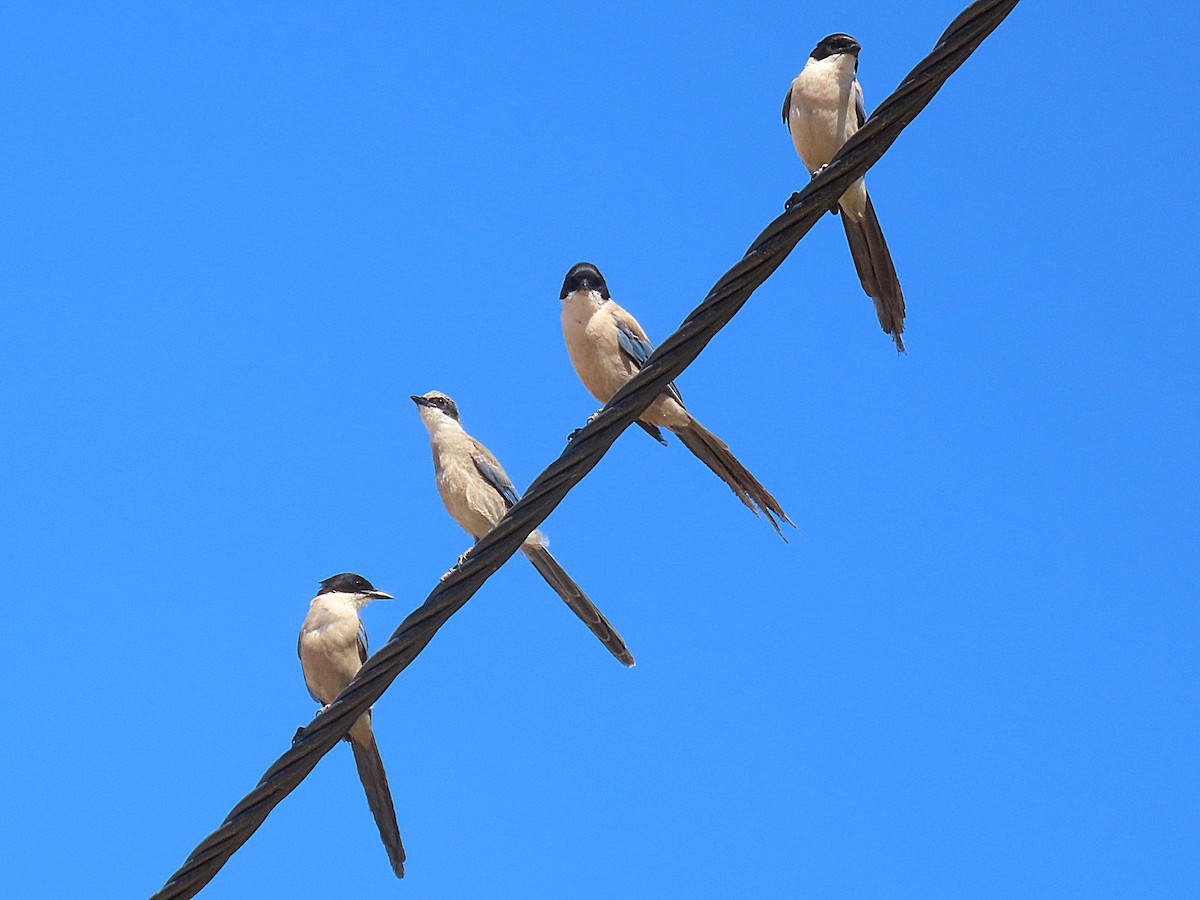 Iberian Magpie - ML621477510