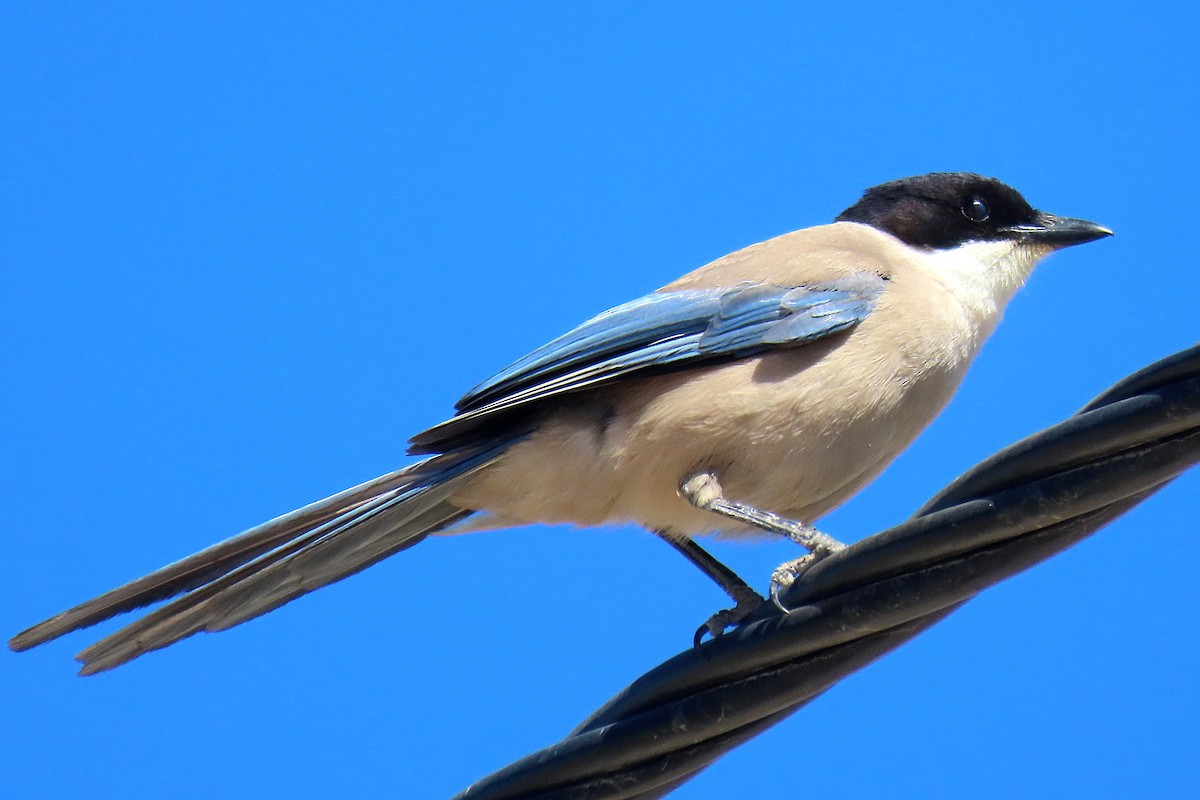 Iberian Magpie - ML621477511