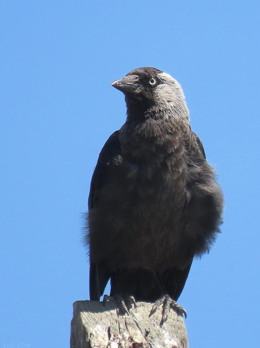 Eurasian Jackdaw - ML621477522