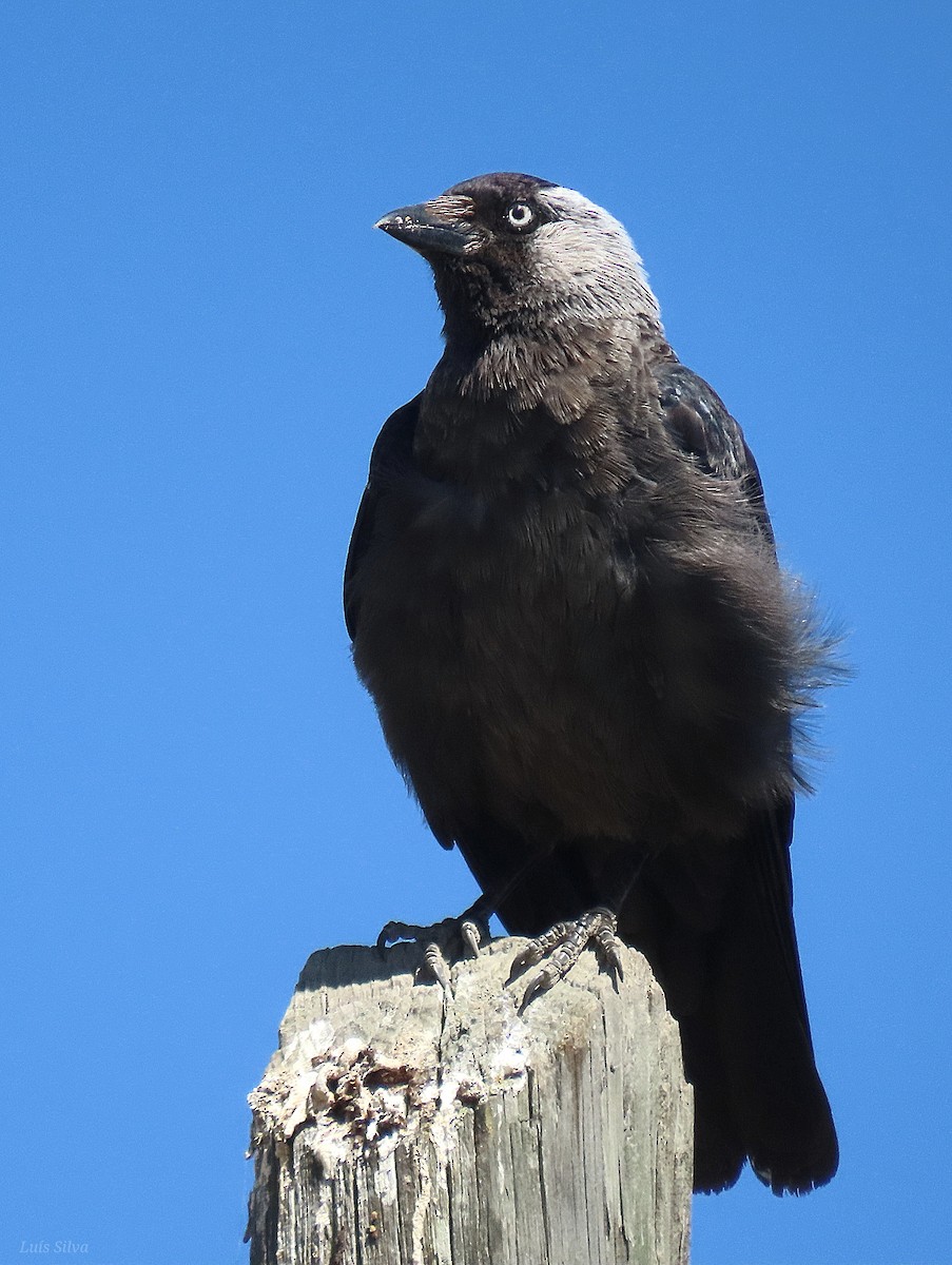 Eurasian Jackdaw - Luís Manuel Silva