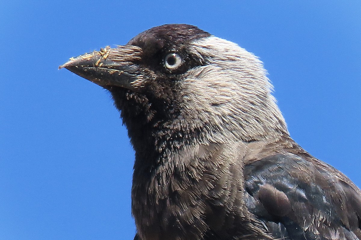 Eurasian Jackdaw - ML621477524