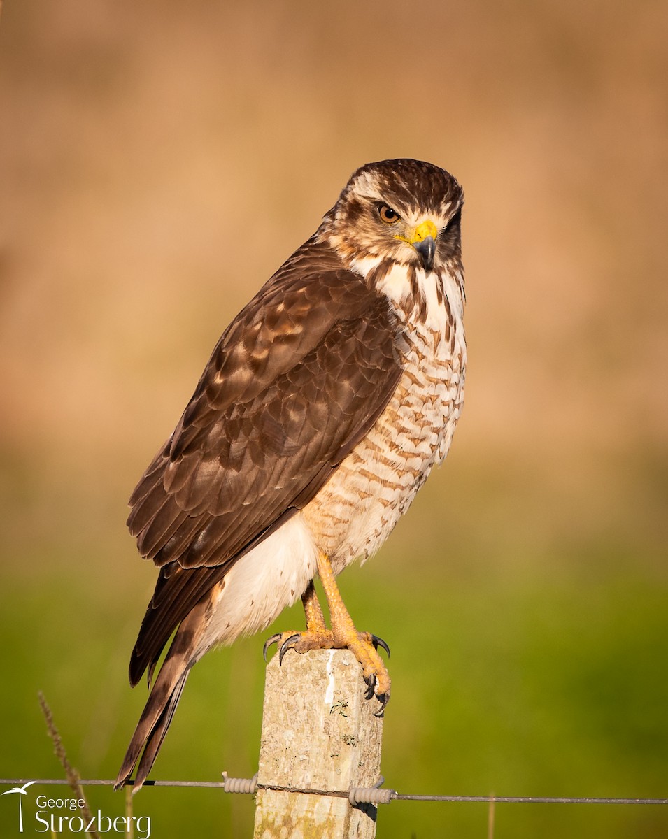 Roadside Hawk - George Strozberg