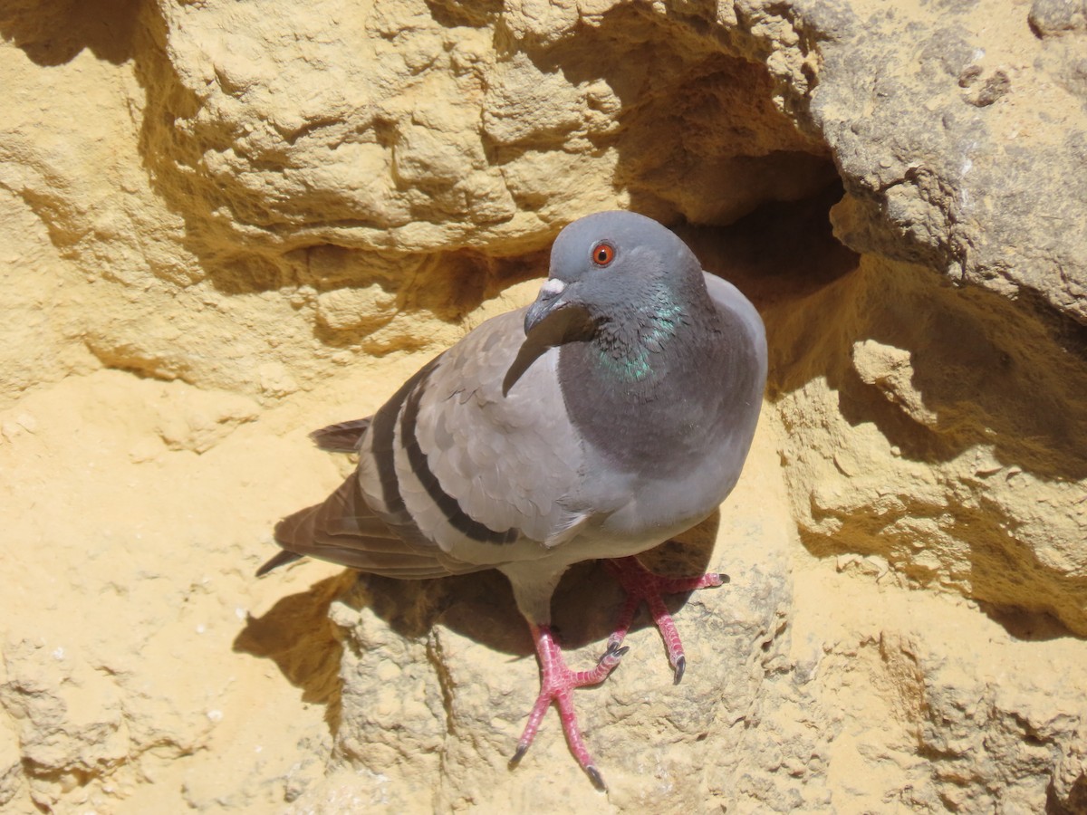 Rock Pigeon (Wild type) - ML621477610